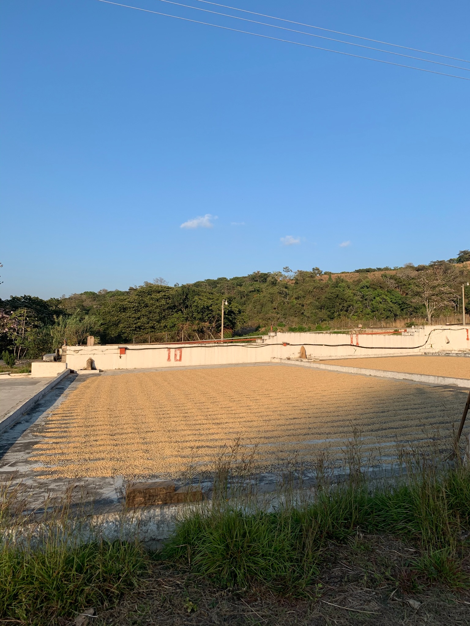 Coffee drying patios at Finca Argelia